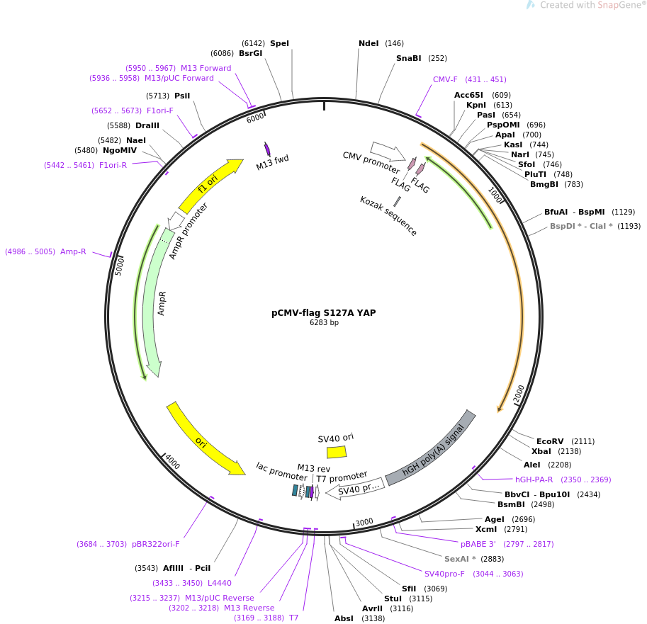 pCMV-flag S127A YAP质粒图谱